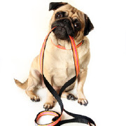 Animal Training Colleges